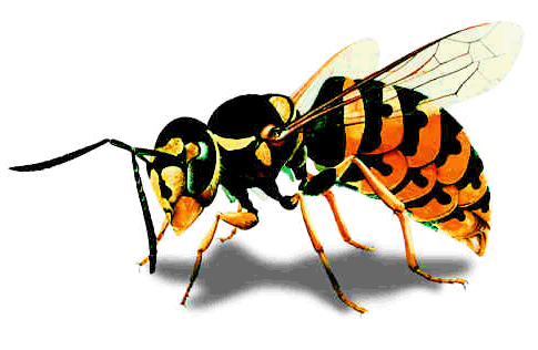 image-01.gif