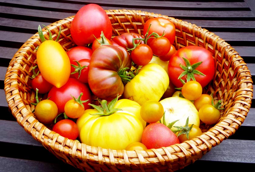 Tomatenvielfalt: Kochmonster-Ernte 2009